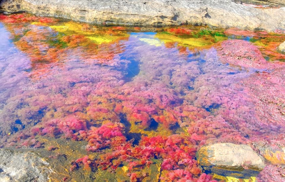 High angle view of coral reef