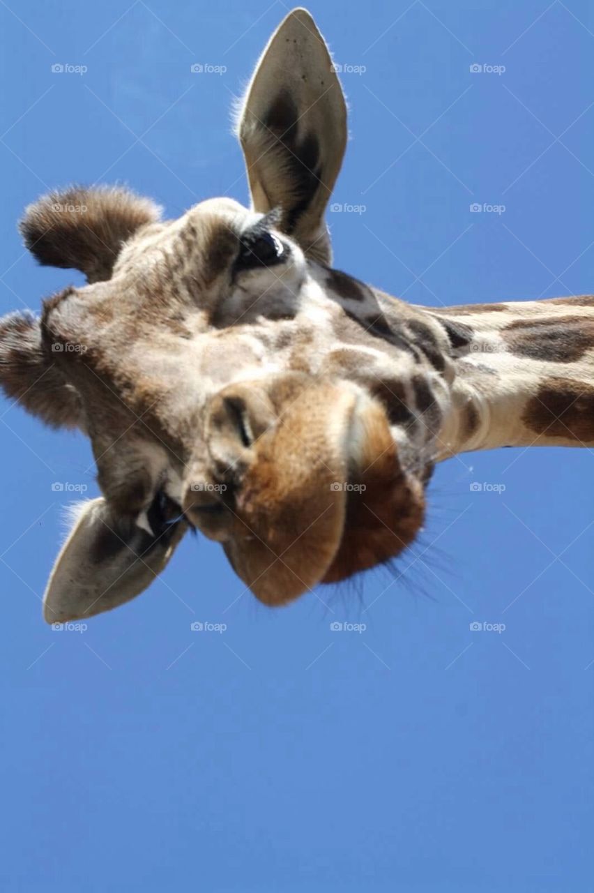 Giraffe smile