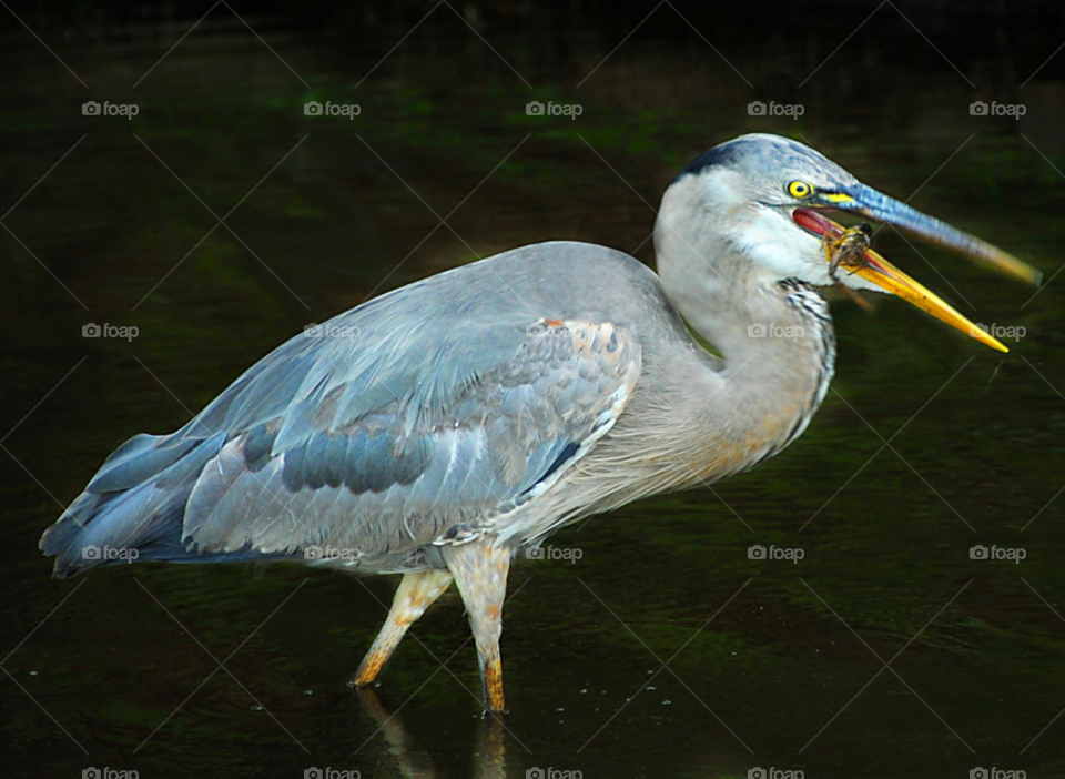 nature bird crawfish heron by lightanddrawing