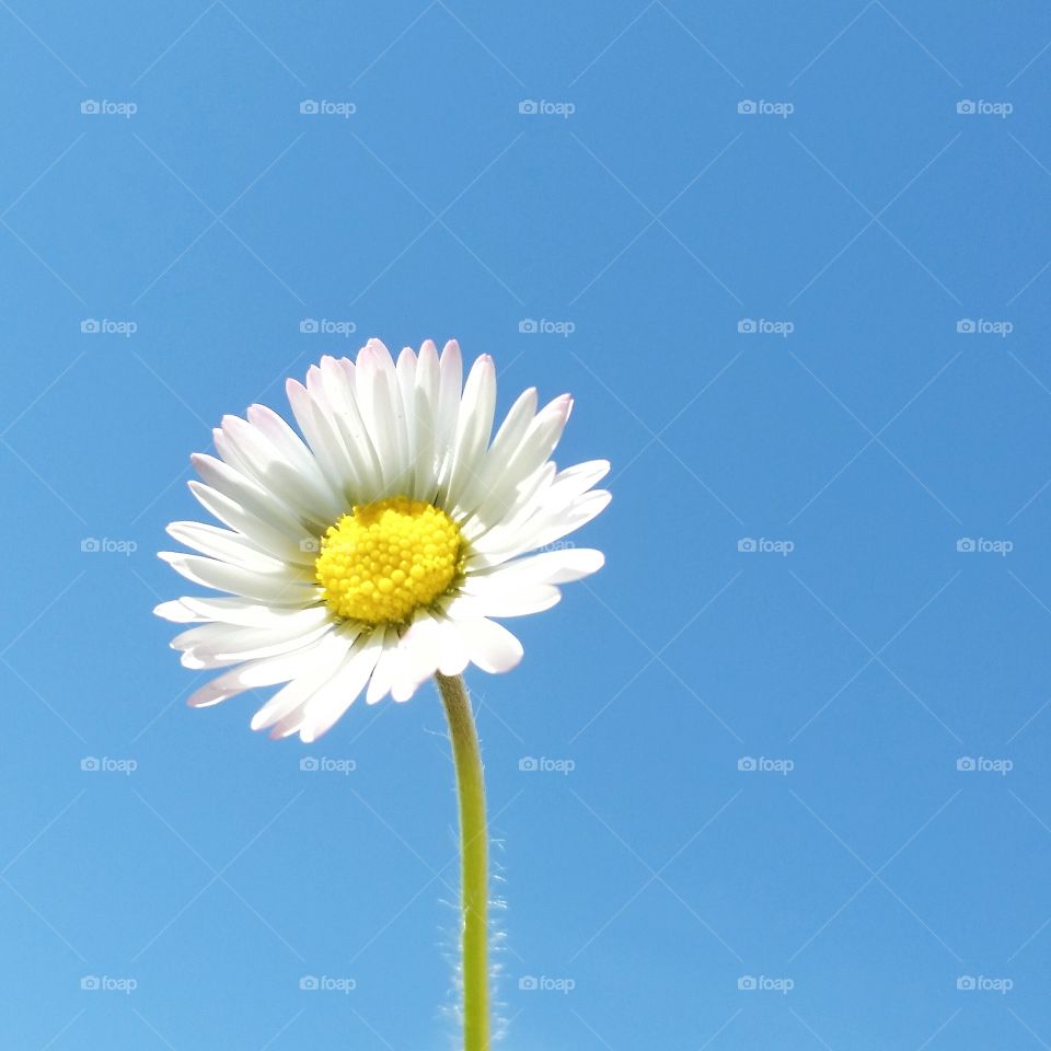 A lovely daisy teaching to the sky in Ankara, Turkey.