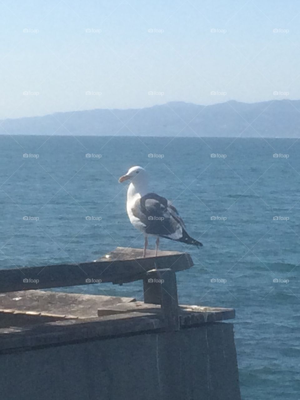 Seagull