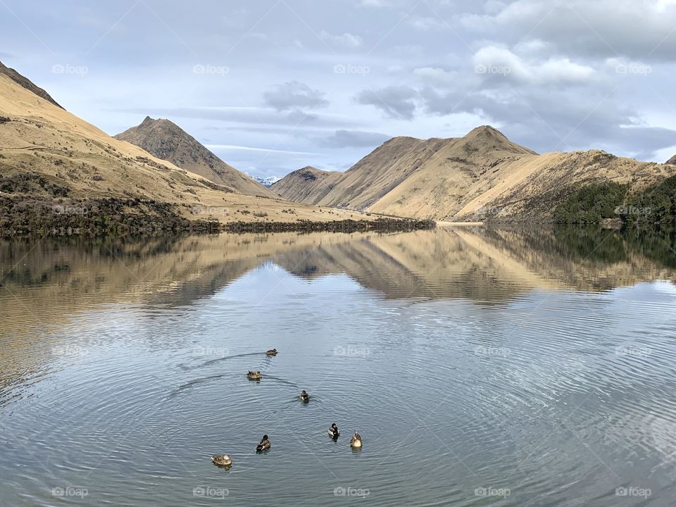 Ducks playing on the lake, a cool and cloudy morning walk in Queenstown, New Zealand.