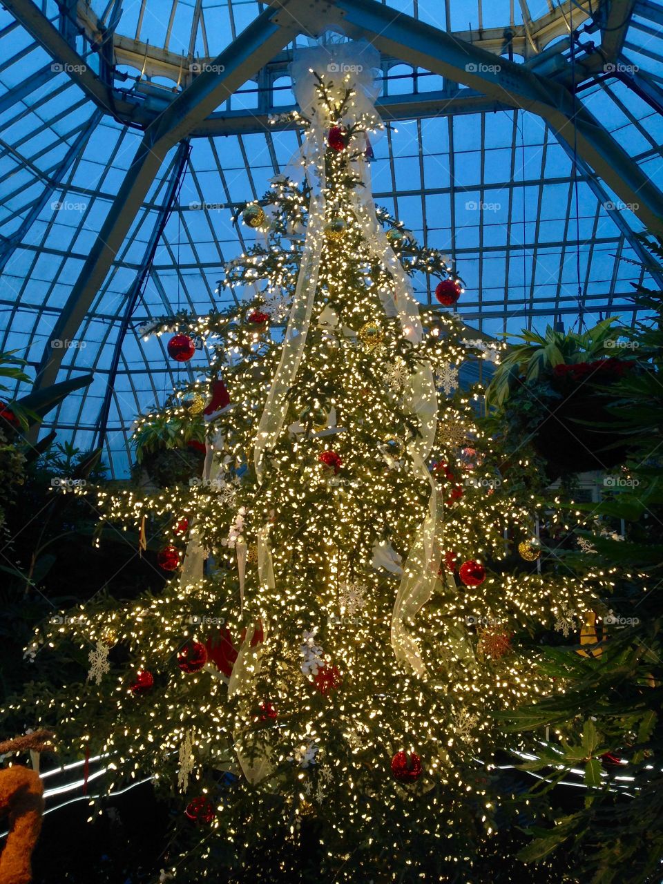 Phipps Christmas Tree