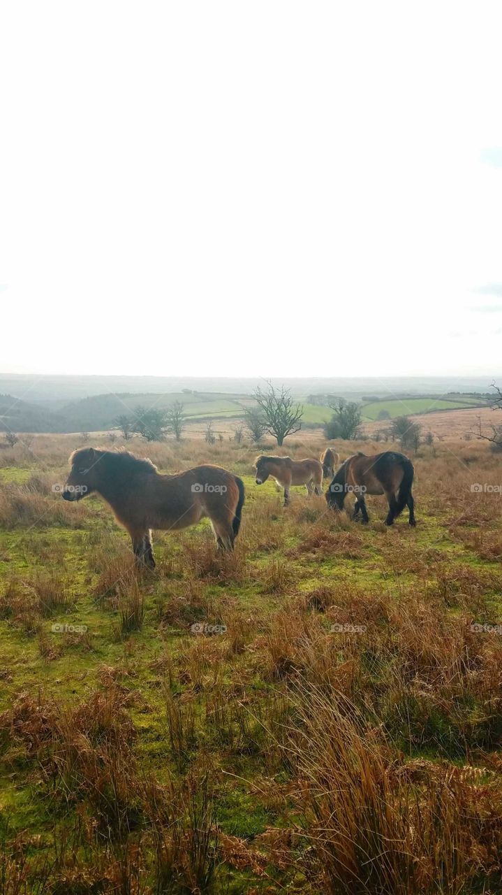 Exmoor ponies