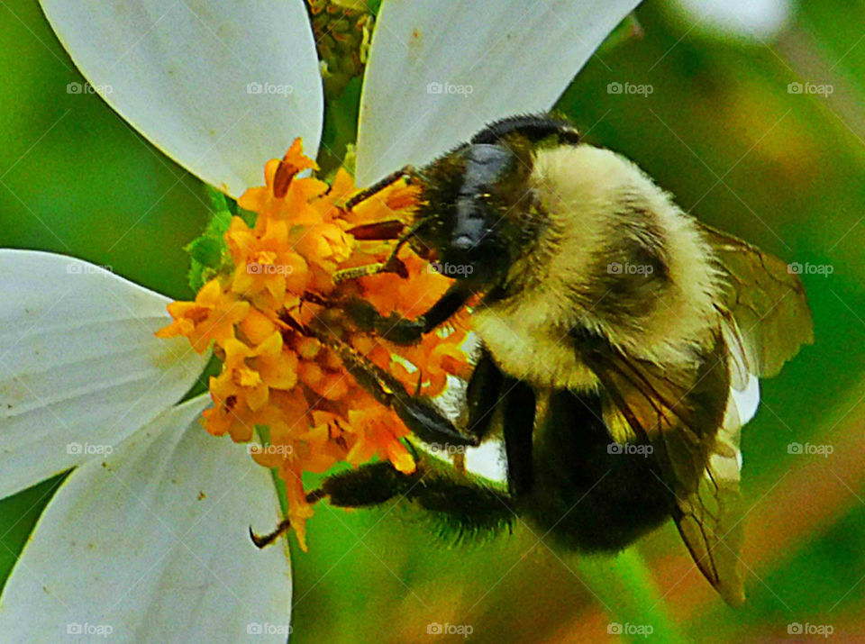 Close-up of bee pollinating on flower