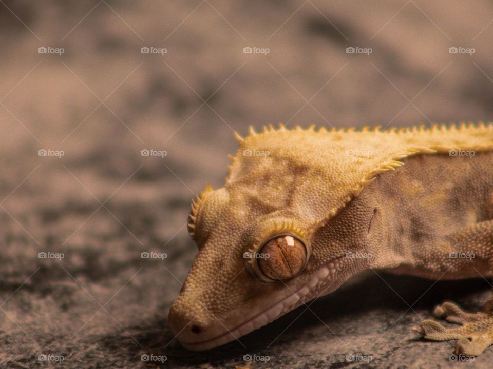 Yellow Crested Gecko in warm lighting 