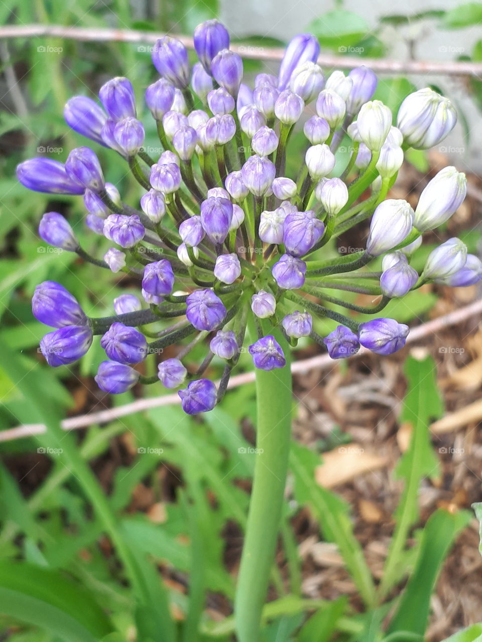 Flower In Bud