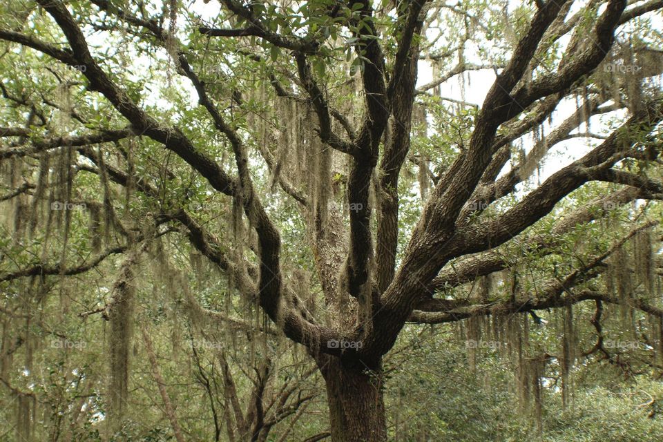 Spanish moss in tree