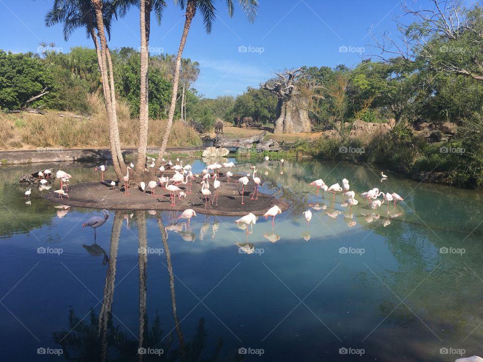 Flamingos spotted in Disney Land’s safari 