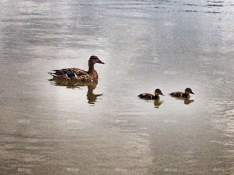 Swim back here this instant. Mama duck swimming after her ducklings in a lake