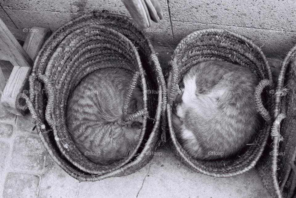 sleeping cats
black and white
