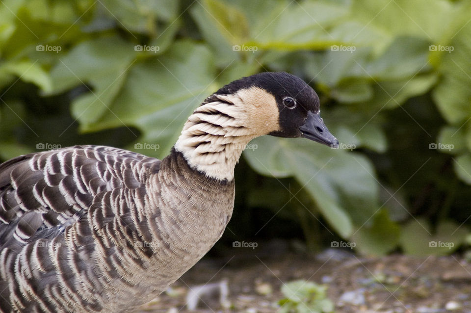Canada Goose