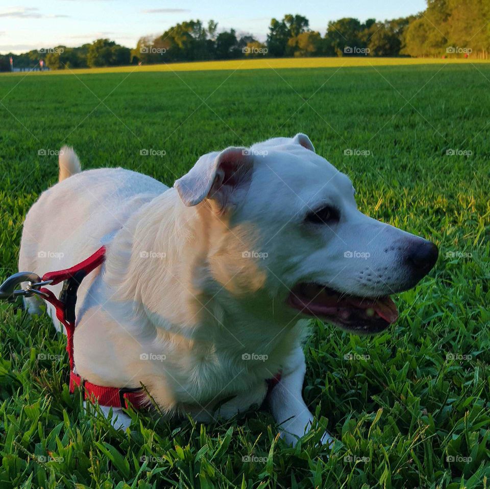 Day in the park.. Dog days of summer.