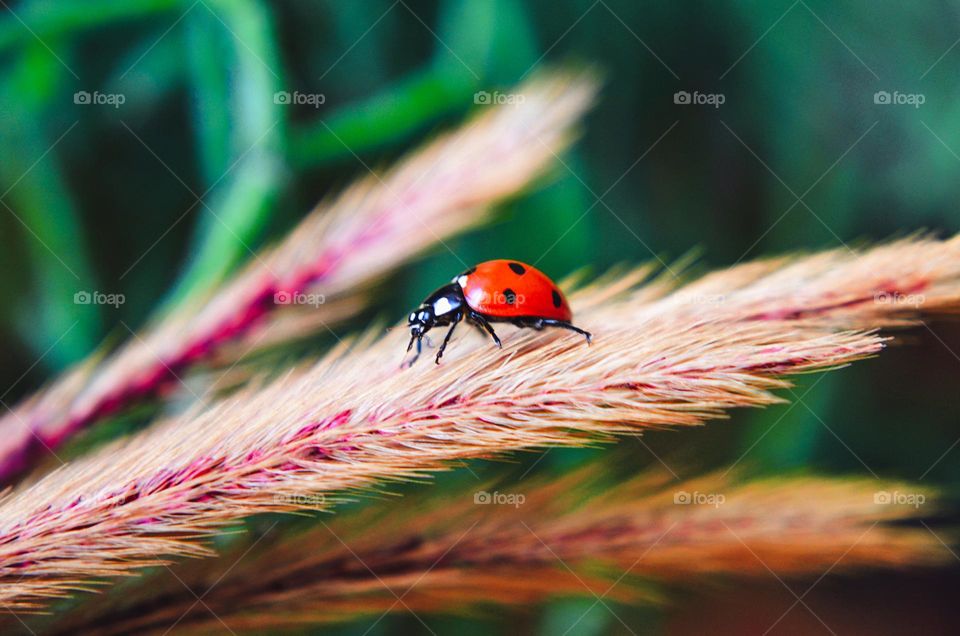 Ladybug