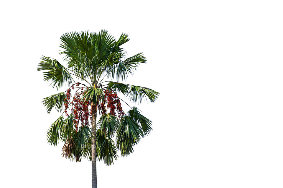 Palm trees on a white background with clipping path.