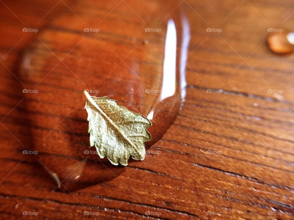Macro photo of leaf sitting atop a small drop of water.
