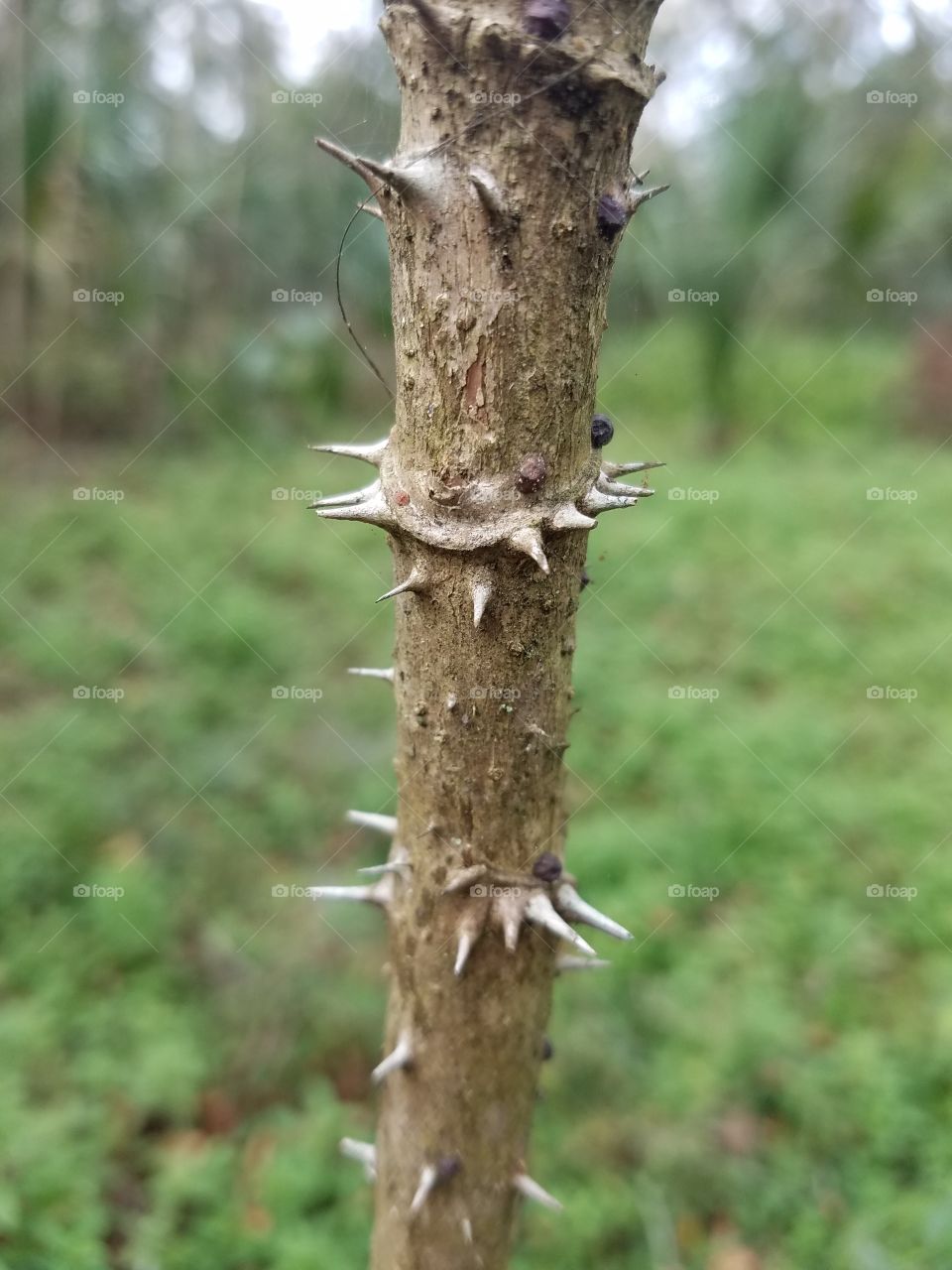 devil's walking stick