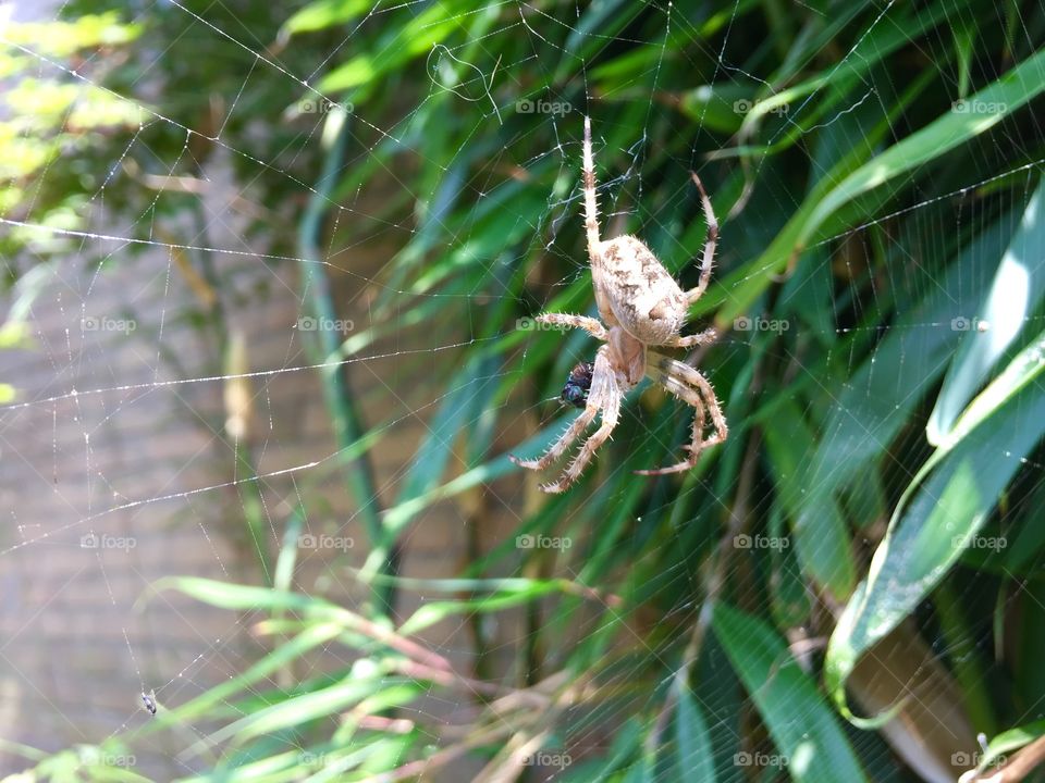 Spider close up in it's spiderweb