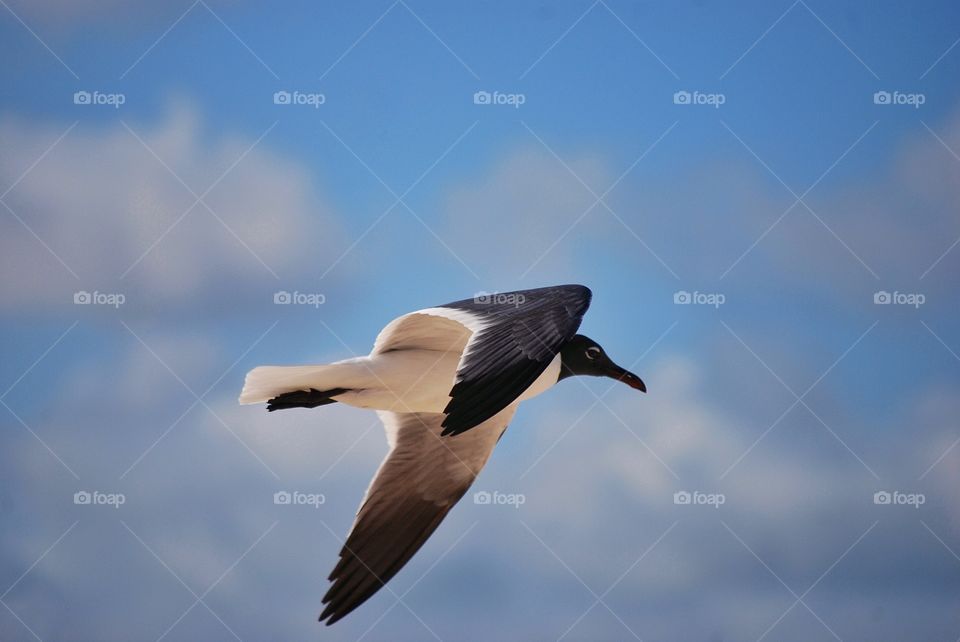 Black headed gull flying