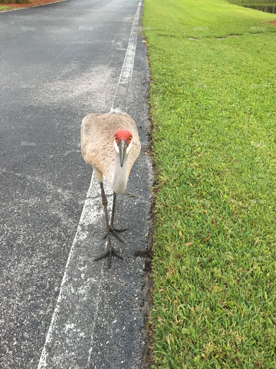 Sandhill crane bird