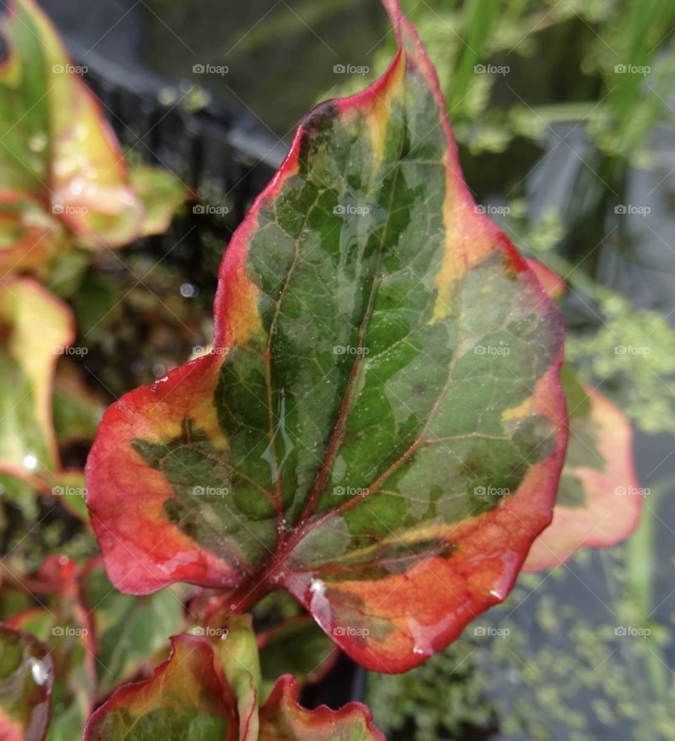 Leaf