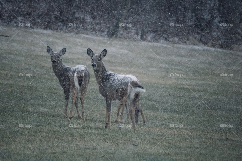 Reindeer on a snowy day 