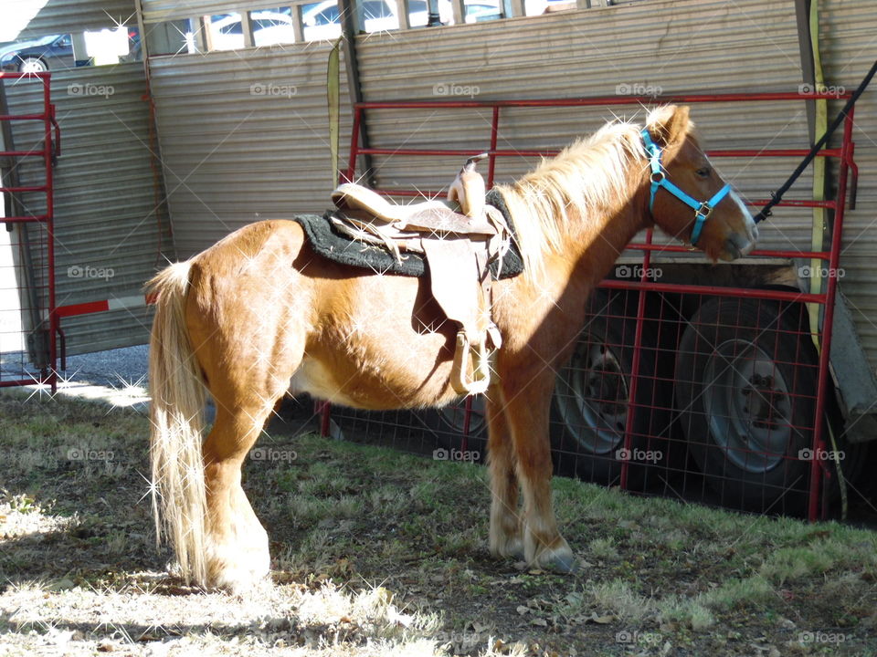 pony. This is a picture of a Shetland pony.