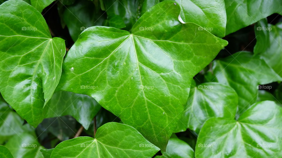 Bright green ivy leaves