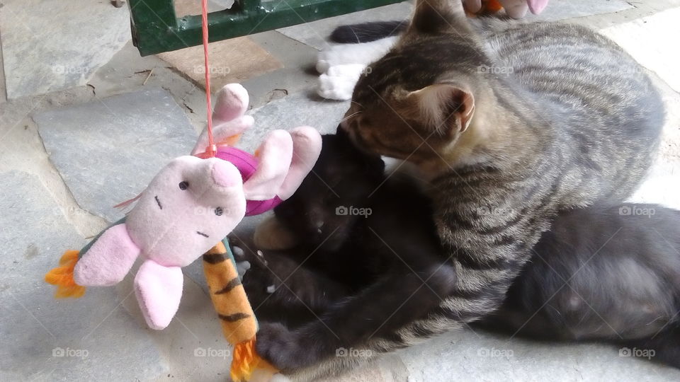 here you can see my two cats playing together and having fun together with a toy