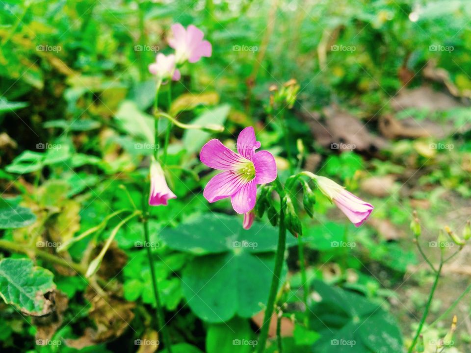 Wild , small pink flower 