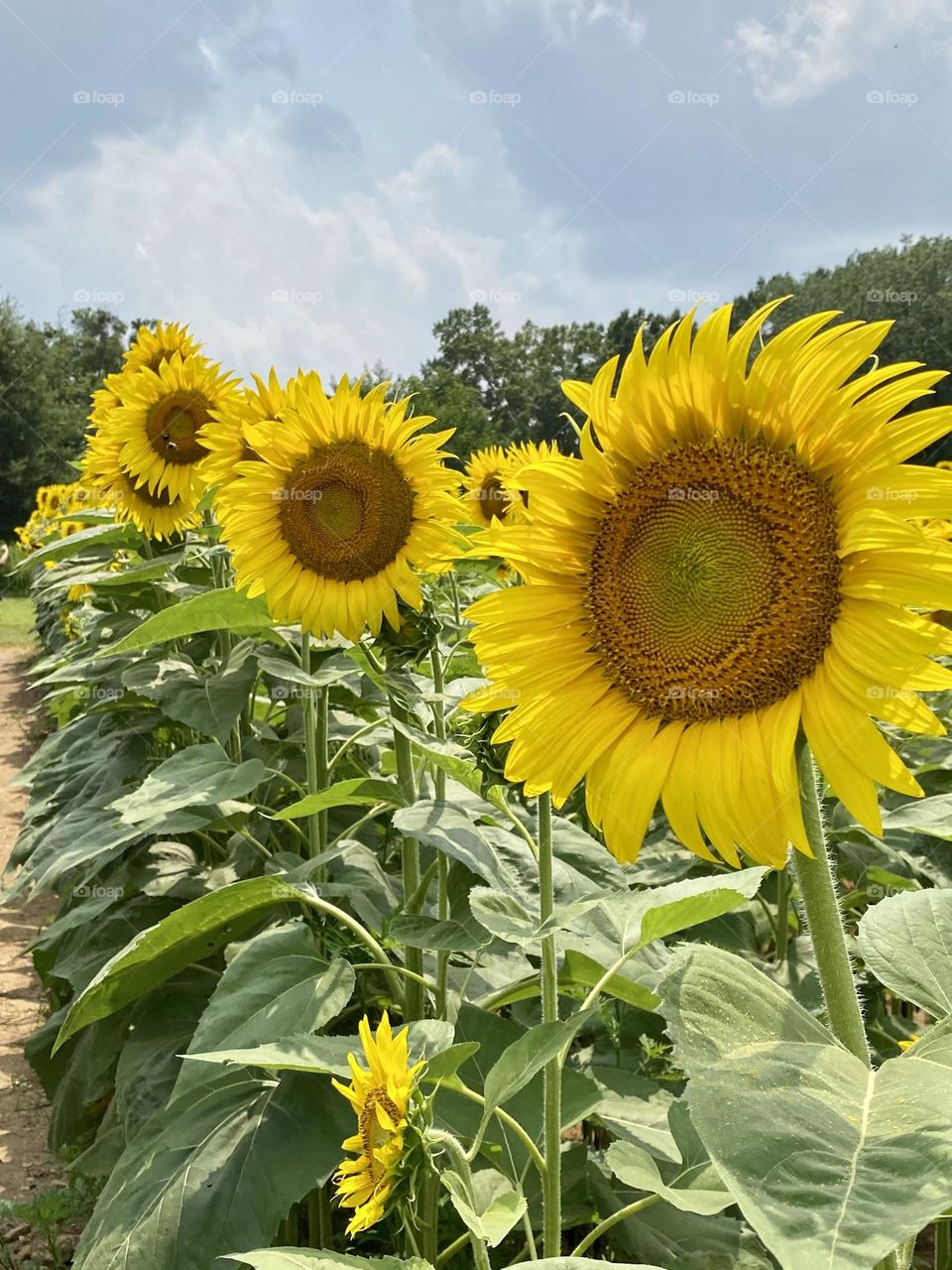 Sunflowers in a row