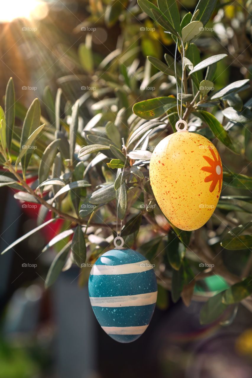 Easter decoration in garden. Easter decoration eggs on olive tree in garden.