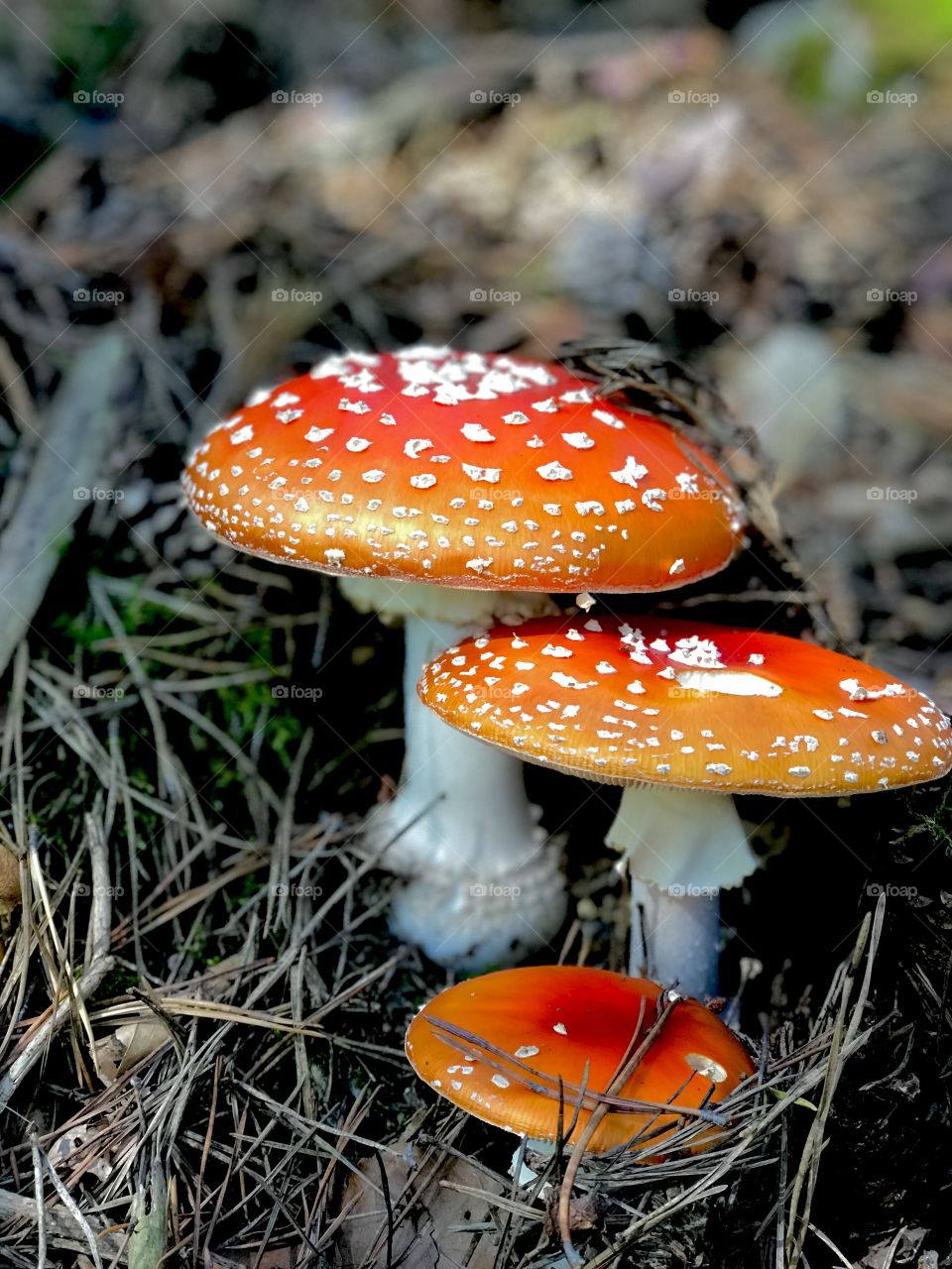 Toadstools