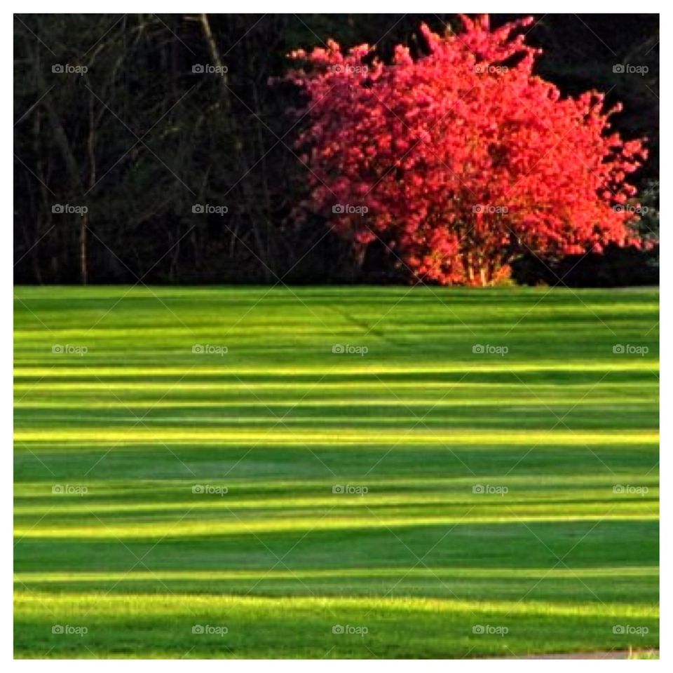 Nature's Shadow Stripes