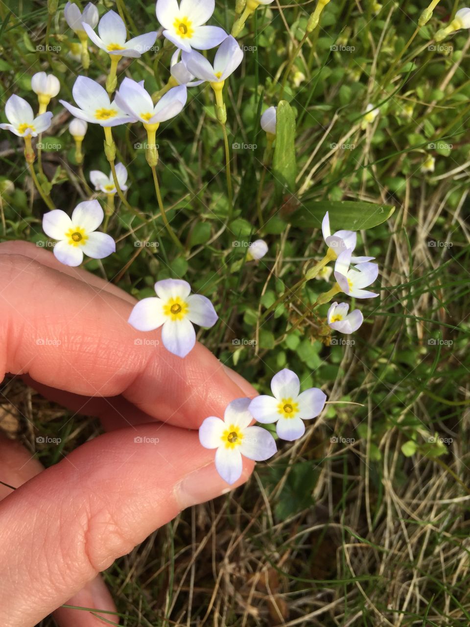 Tiny flowers of joy 