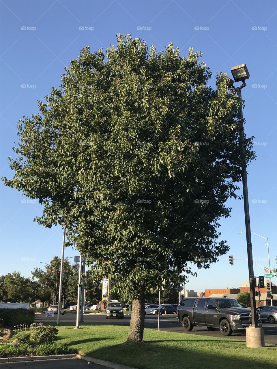 A tree and a lamp post at the parking lot during the early summer evening.