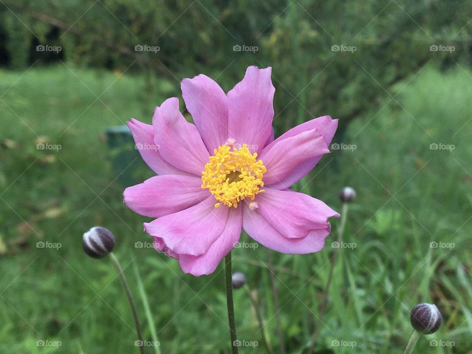 Japanese anemone in garden