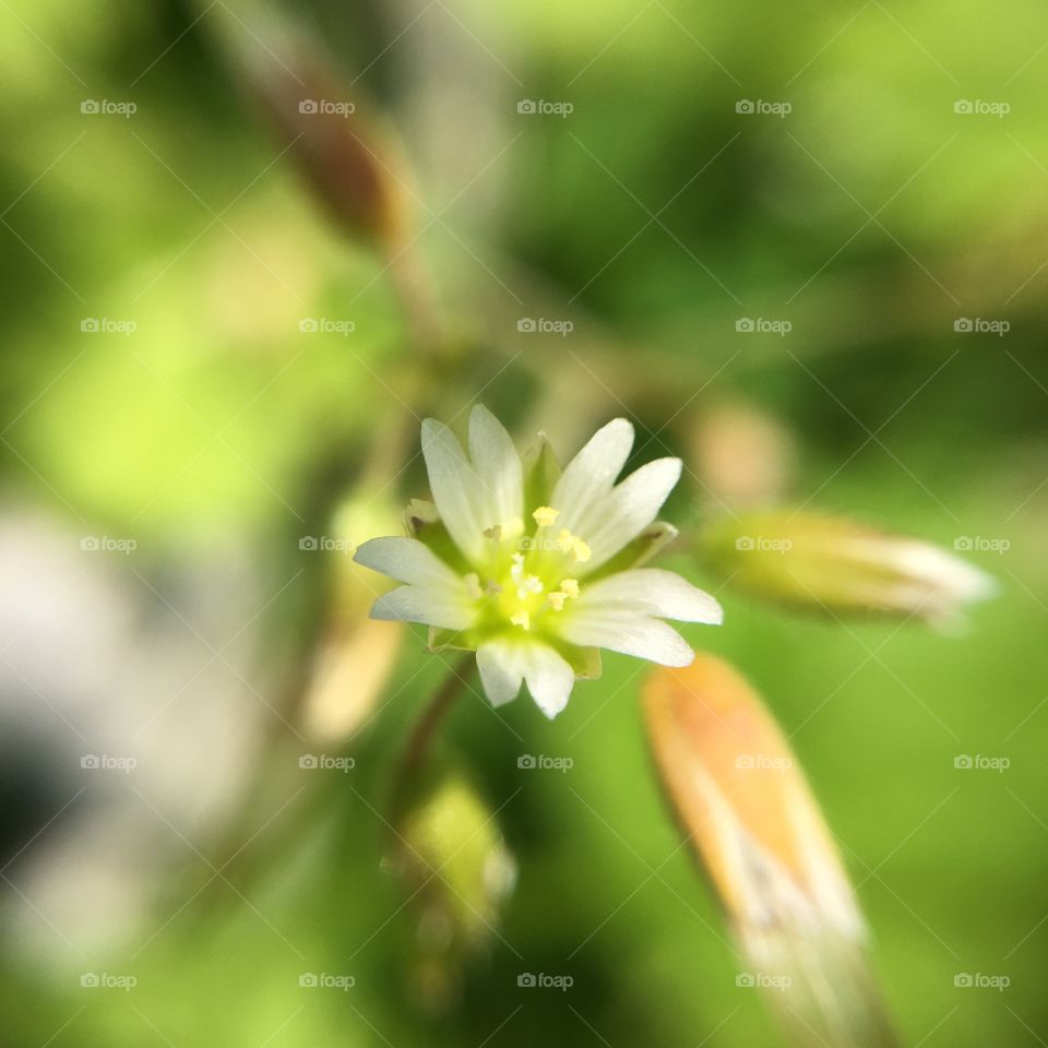 Tiny flower closeup