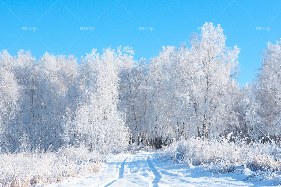 winter landscape. birch forest in the snow and the road to it