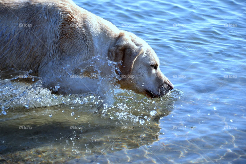 dog water animal mammals by bubu