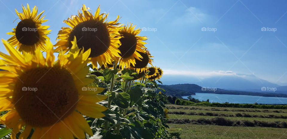 Sunflowers on the lake