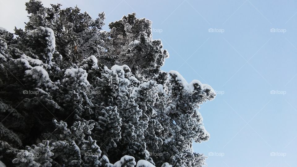 Nature, Tree, No Person, Frost, Winter