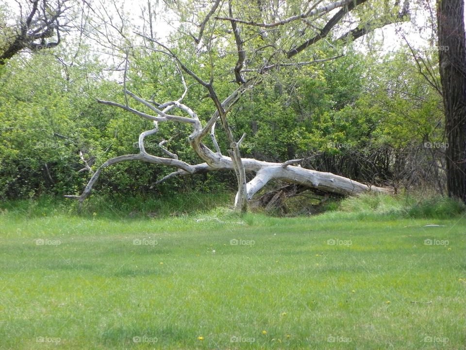 A fallen down dead, bare tree, layes in the park, for food and shelter for the wildlife there