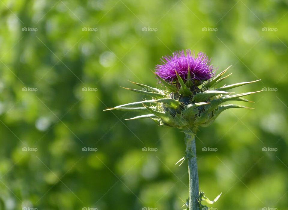 Thistle bloom with green background 