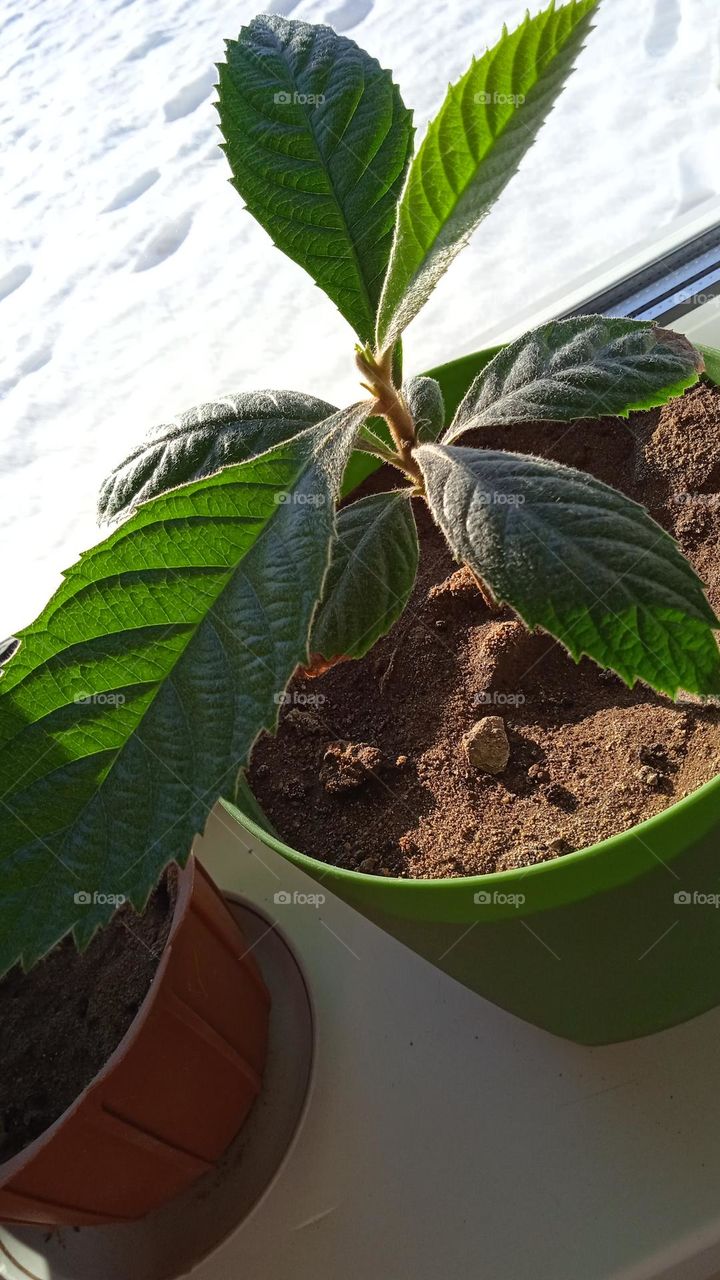 The perennial plant medlar (Eryobotria), or Lokva is a fruit shrub or tree. It is part of the Rose family of the Apple subfamily. This plant is native to China and Japan.