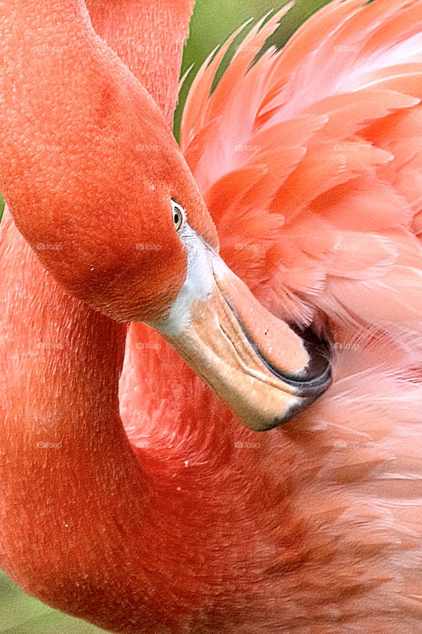 Flamingo grooming it’s feathers 