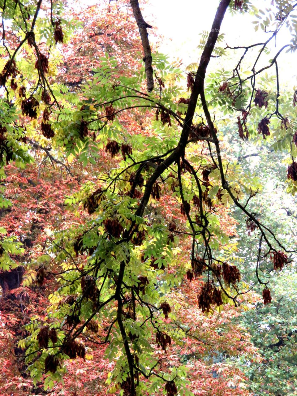 autumn foliage