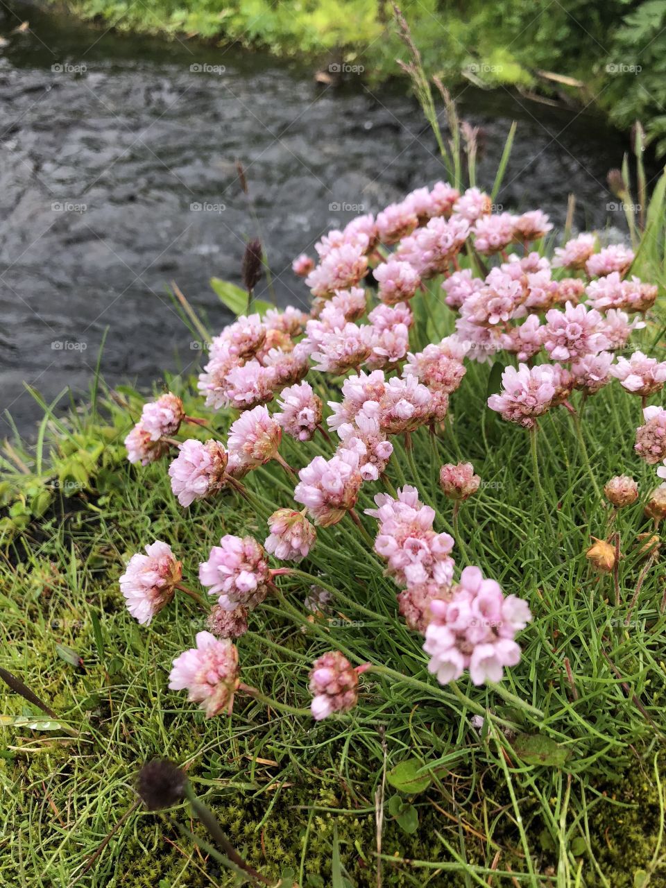 Icelandic flora 