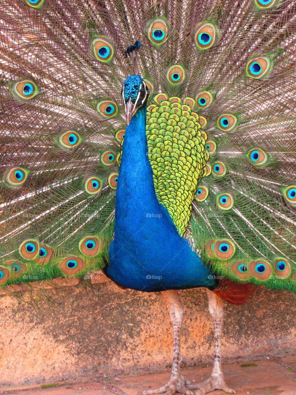 peacock