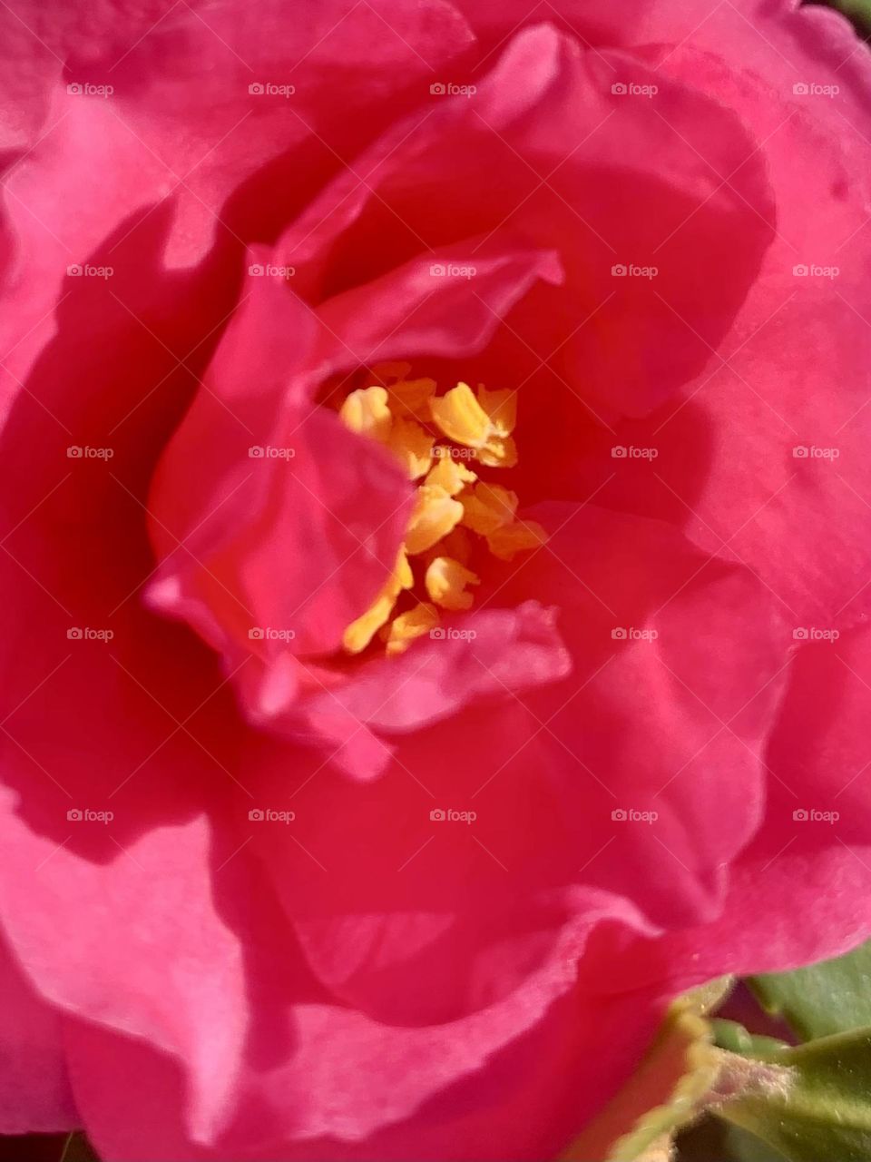 Camellia 